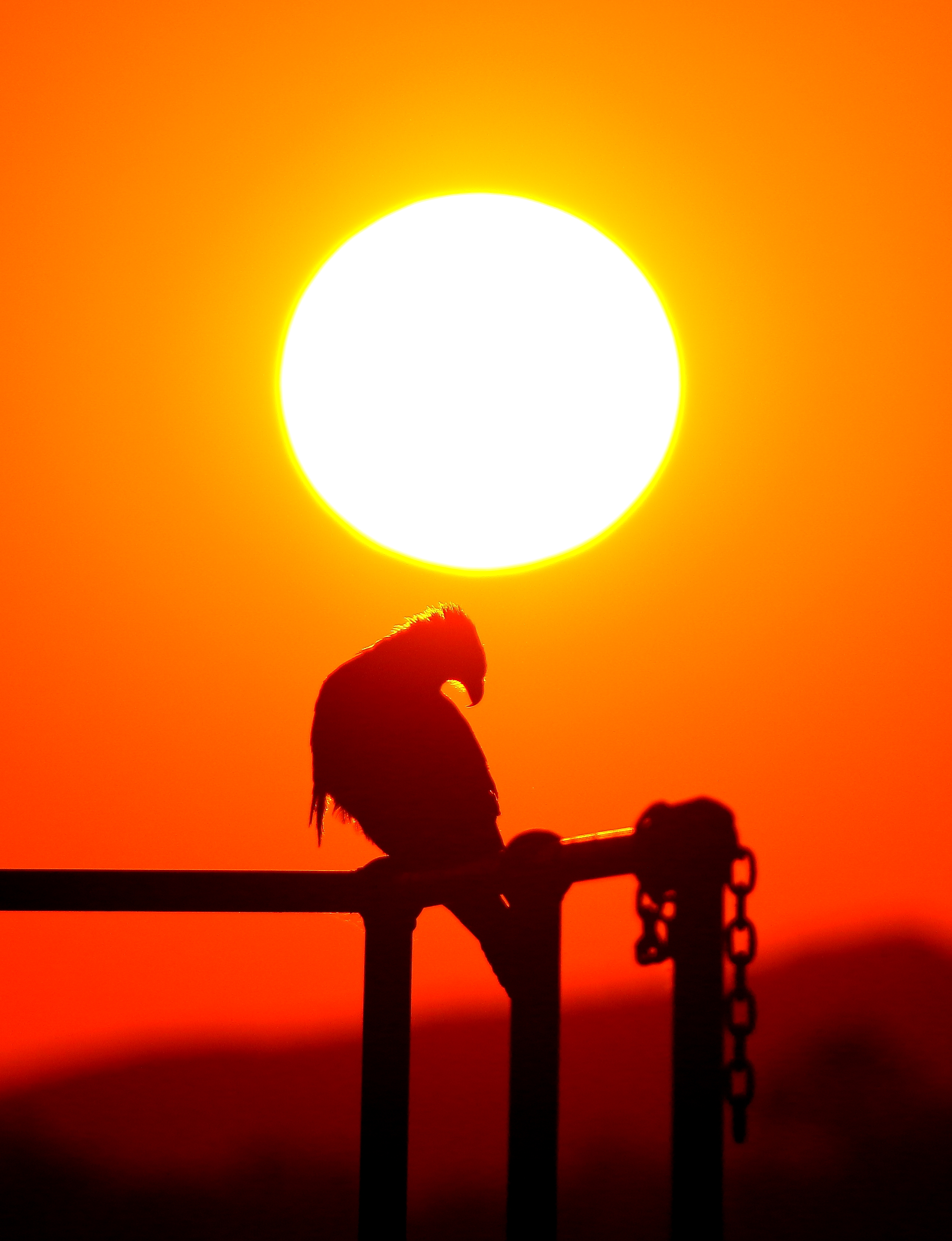 Whistling_Kite_sunset